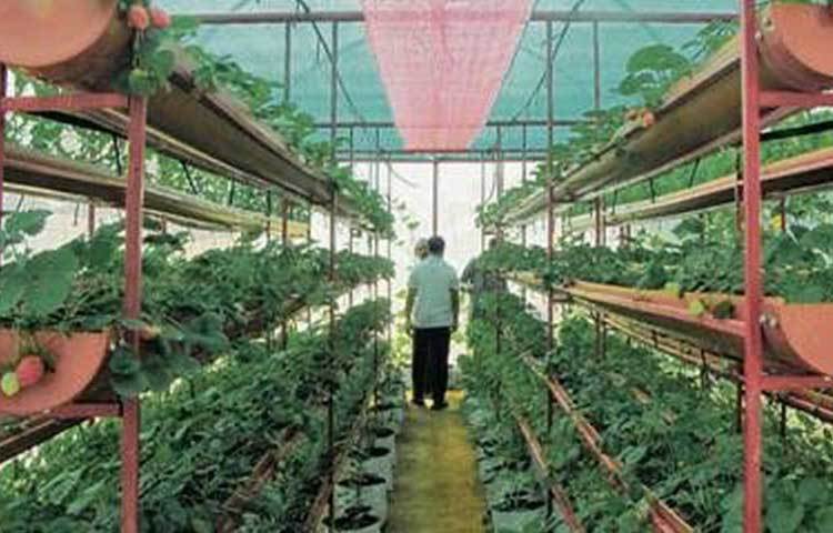 He rented 1,800 sq ft of land for a larger polyhouse