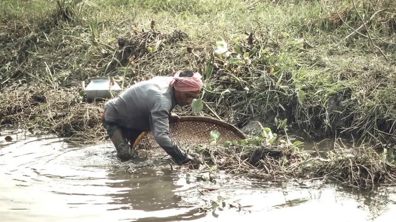When water in canals and beels falls, small fish can be found even in the muddy water.