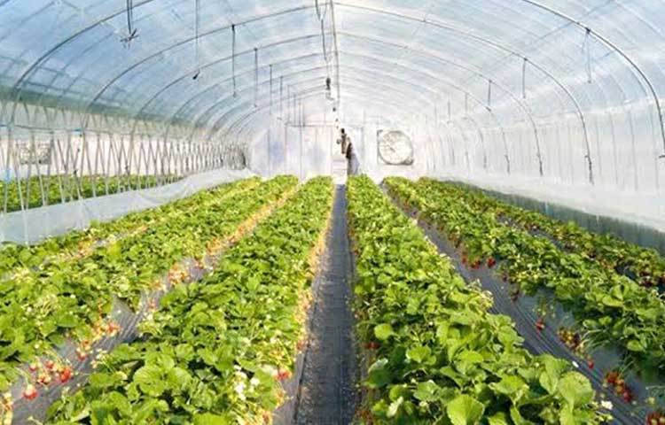 Bipin earns at least 50,000 a month and wants young people to take up farming