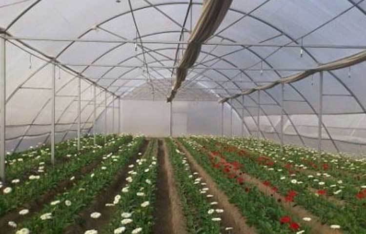 He now has 2,500 trays and pots and grows about 250,000 flowers a month