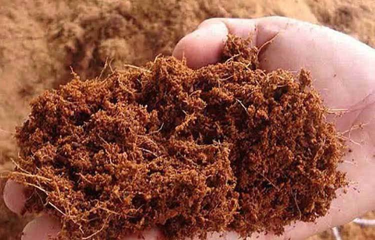 He grows in pots with cocopeat and other materials instead of soil