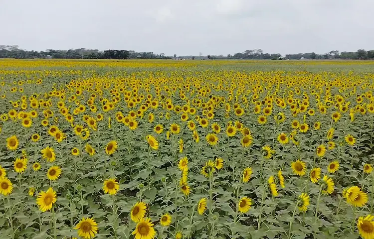 Sunflower oil sells at Tk 330 a litre and seed at Tk 90-100 a kg; the salt- and heat-tolerant crop can be grown on fallow land.