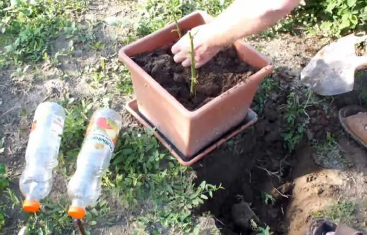 Cut off the bottom of a plastic bottle and place the top part over the rose stem.