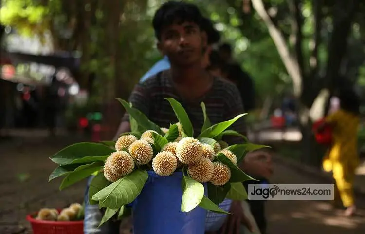 A kadam flower seller waits for customers. Photo: Mahbub Alam