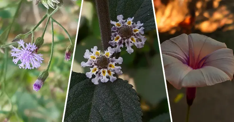 Wildflowers blooming in neglect