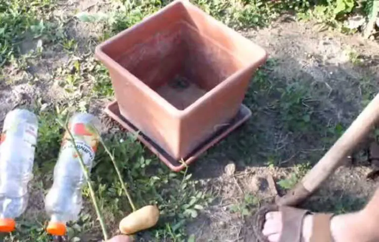 Next, set the potatoes in a pot.
