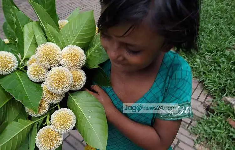 A street child sells kadam flowers in a park. Photo: Mahbub Alam