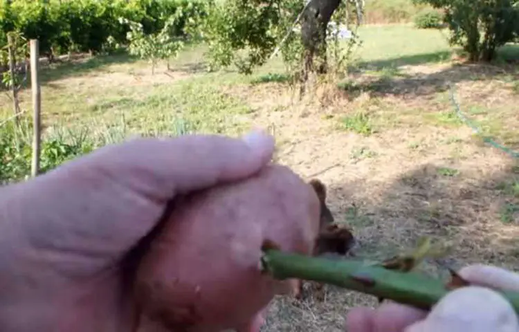 Now carefully push the rose stem into the potato, so that the stem does not bend or break.