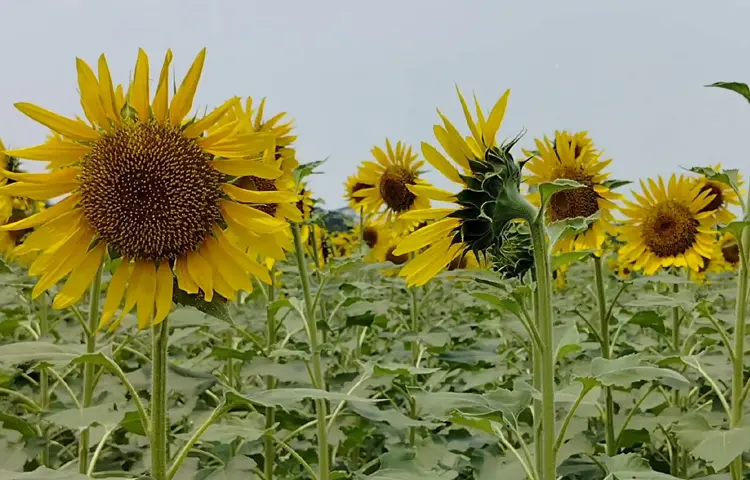 Good weather and proper care have brought better yields than in previous years, and smiles to the farmers' faces.