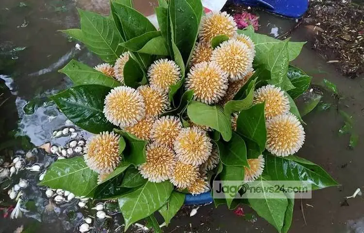 Kadam flowers gathered from a park, laid out for sale. Photo: Mahbub Alam