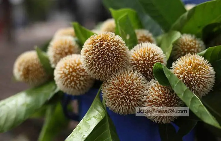 Eye-catching kadam flowers. Photo: Mahbub Alam