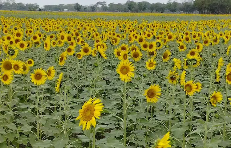 A sunflower field in Patuakhali. Photo: Abdus Salam Arif / Jagonews24