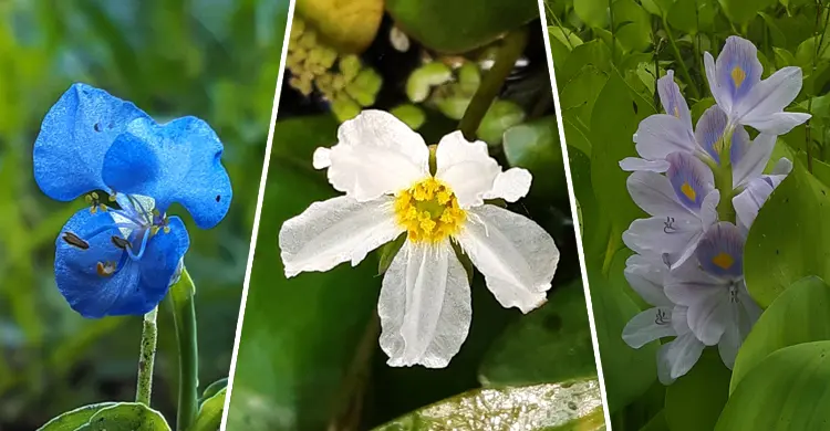 Wildflowers blooming in neglect