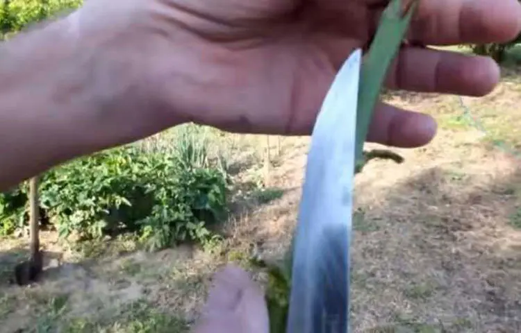 Then make a hole in the potato with a knife, big enough for the rose stem to go in easily. Widen it a little if needed.