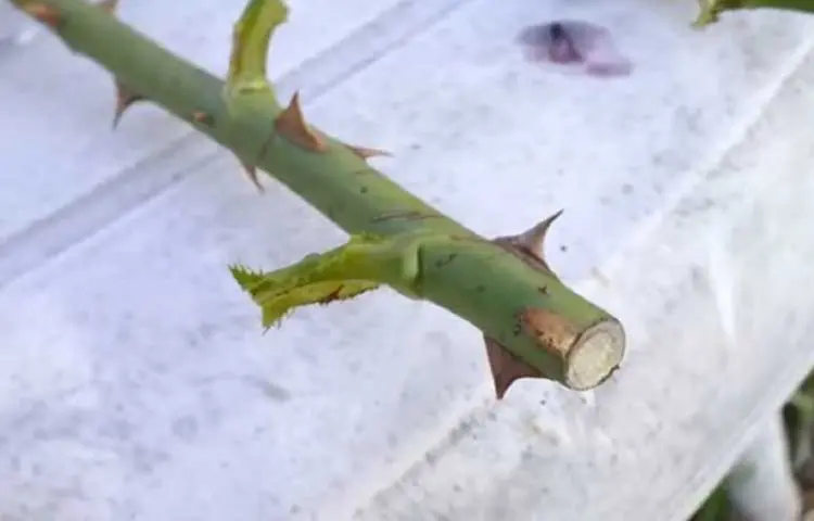 Carefully cut the extra leaves off the stem with a knife, taking care not to damage the main stem.