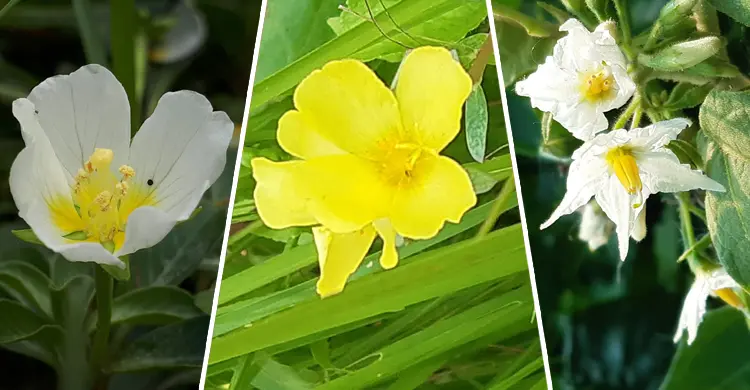Wildflowers blooming in neglect