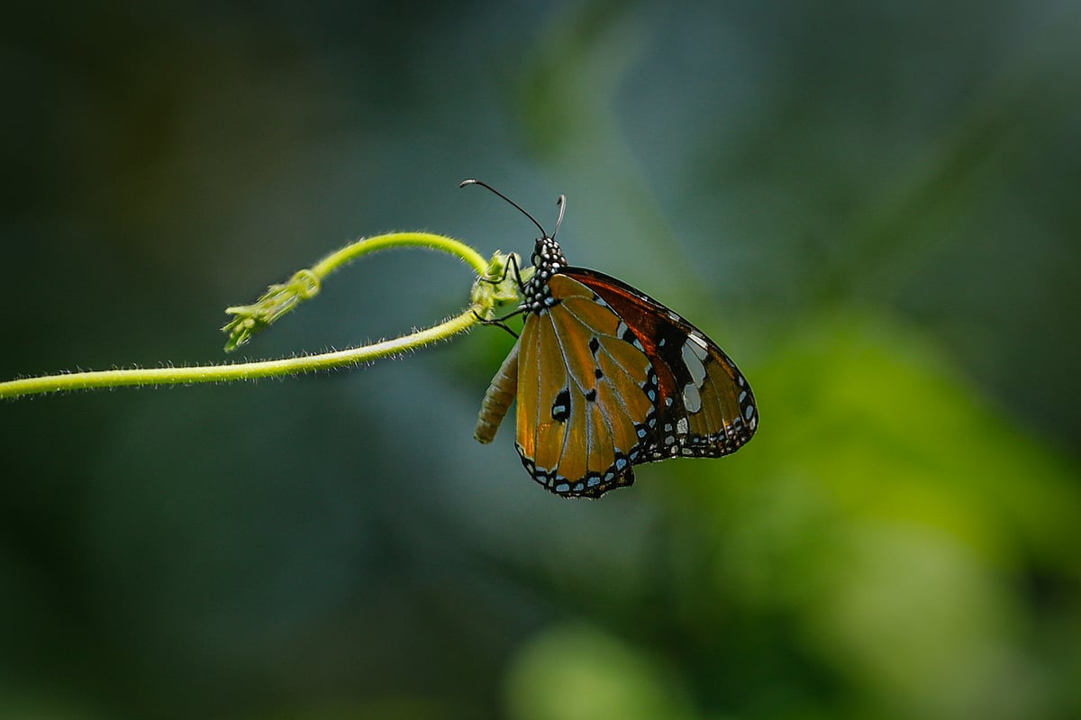 A butterfly settles on the tip of a wild creeper. Daulatpur, Khulna, 28 September. Photo: Saddam Hossain