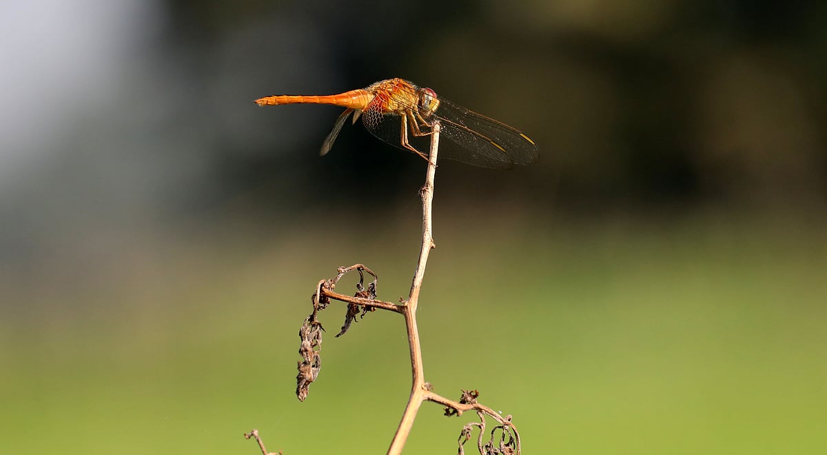 রোদে ঝিকমিক করছে ফড়িংয়ের স্বচ্ছ ডানা