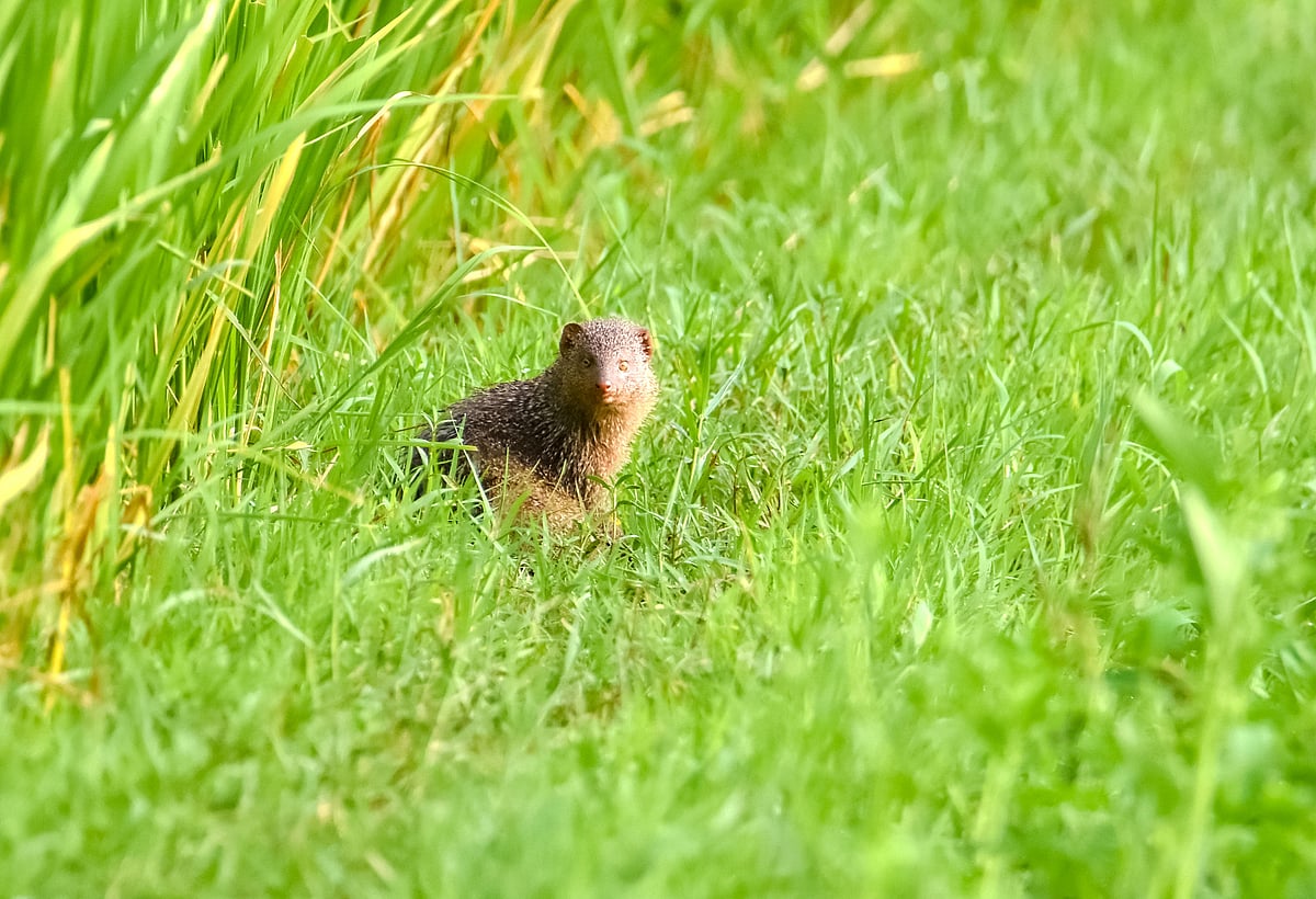 A mongoose in the green grass. Char Ashutoshpur, Dogachhi, Pabna, 28 September. Photo: Hasan Mahmud
