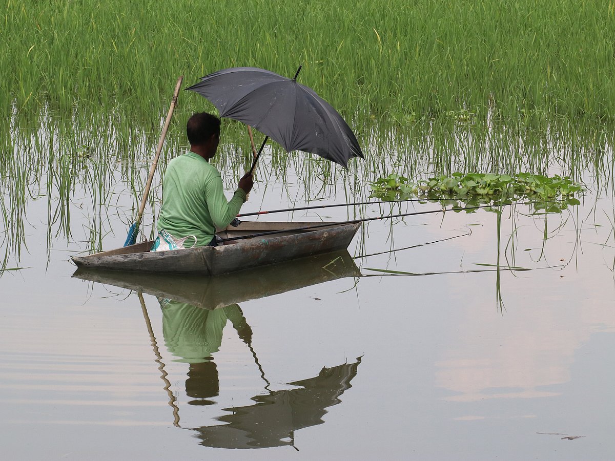 A man fishes with a hook and line in water standing in a paddy field. Dayarampur, Gerda, Faridpur, 27 September. Photo: Alimuzzaman