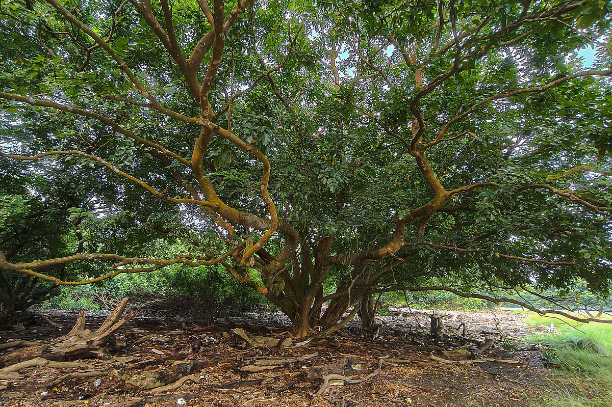 ঝোপালো গাছে ঘেরা মায়াবী পরিবেশ