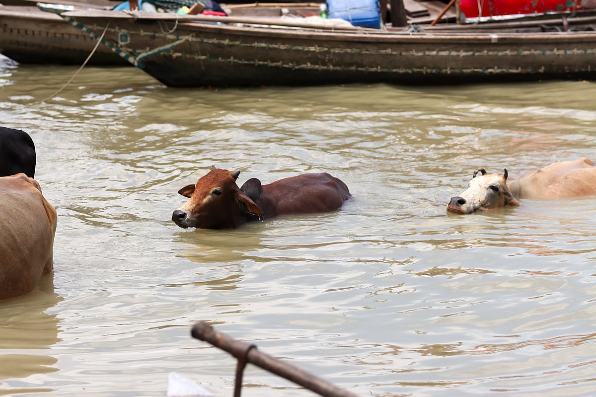 কাদা মাড়িয়ে শক্ত মাটিতে উঠছে দুটি গরু