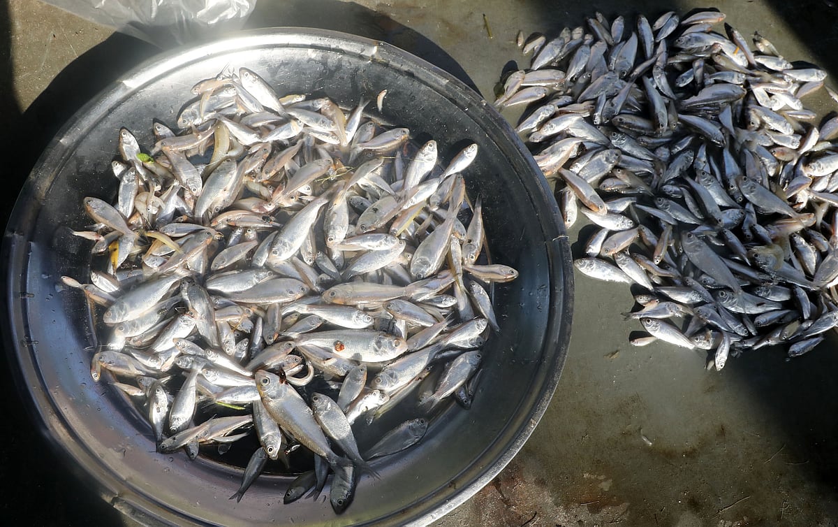 River chapila arranged in rows