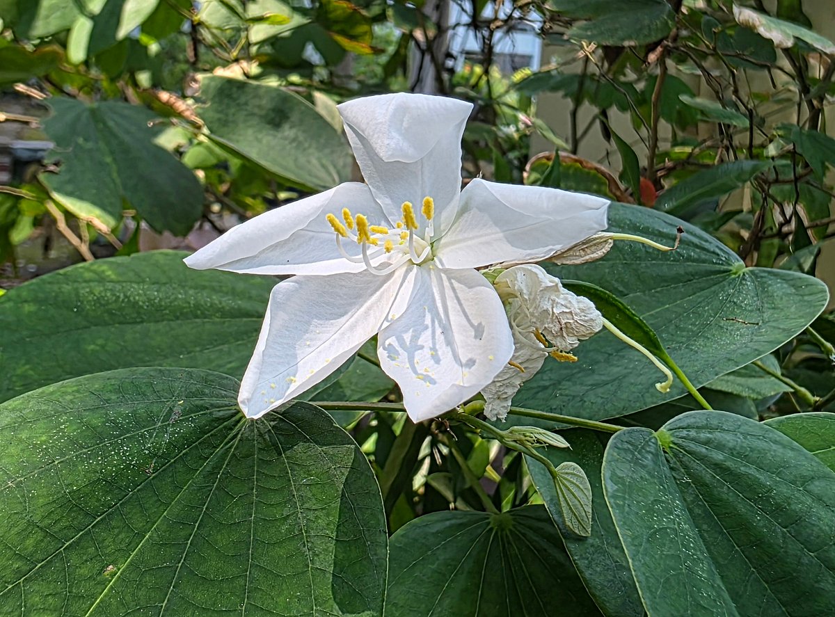 A white orchid tree (shwetakanchan) in bloom in the deputy commissioner's office compound. Manikganj, 28 September. Photo: Abdul Momin