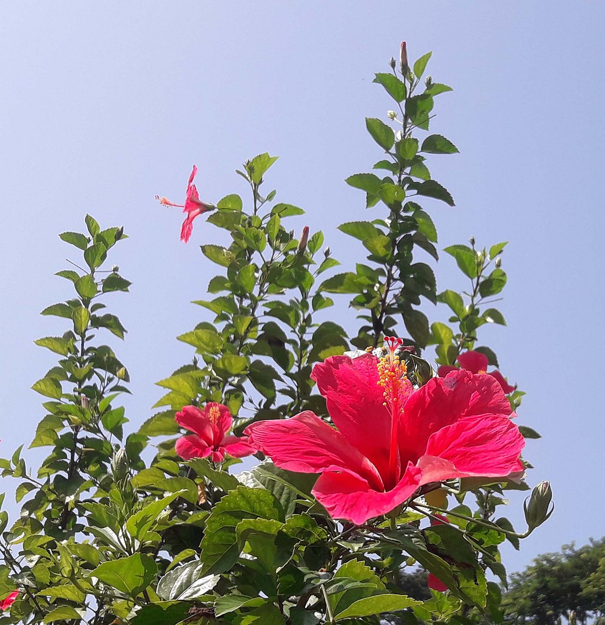 রোদে আরও উজ্জ্বল গোলাপি জবা। আলী আমজাদ সরকারি বালিকা উচ্চবিদ্যালয়, মৌলভীবাজার (ছবি: আকমল হোসেন)