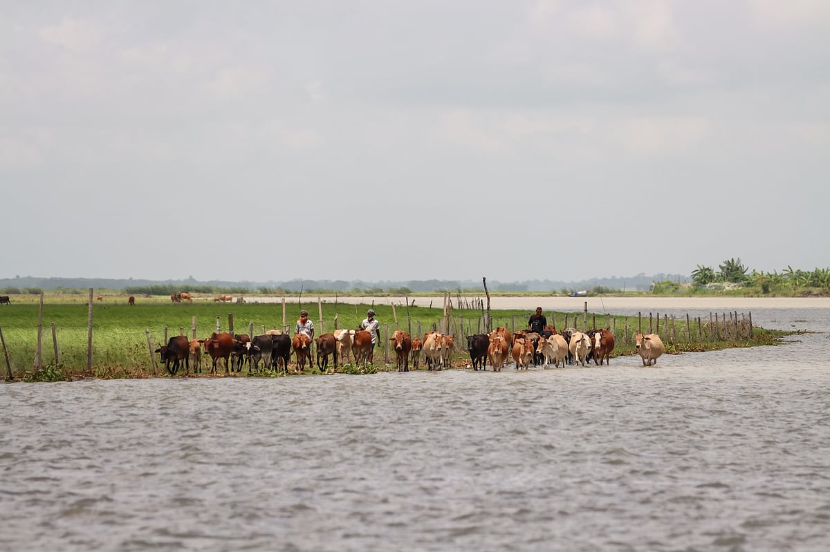 After a day on the char, cattle swim the river home: Barishal in pictures