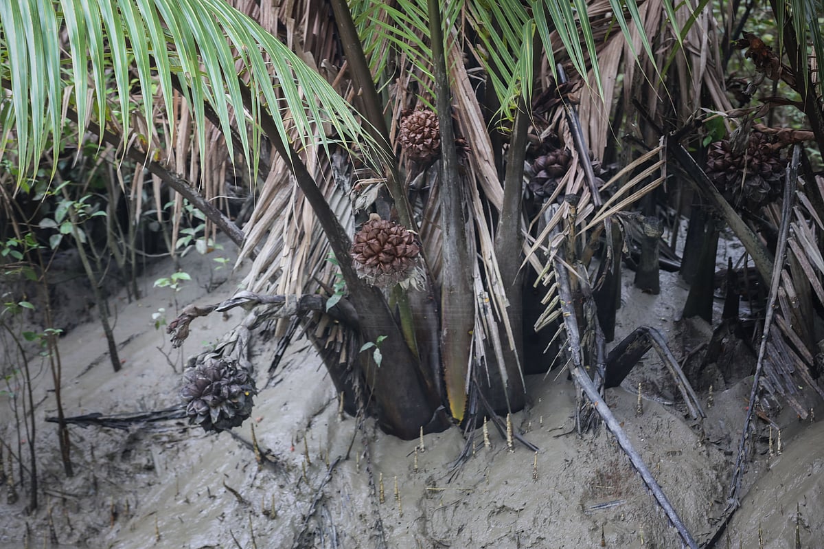 খালের পাড়ে সারি বেঁধে গোলফলগাছ