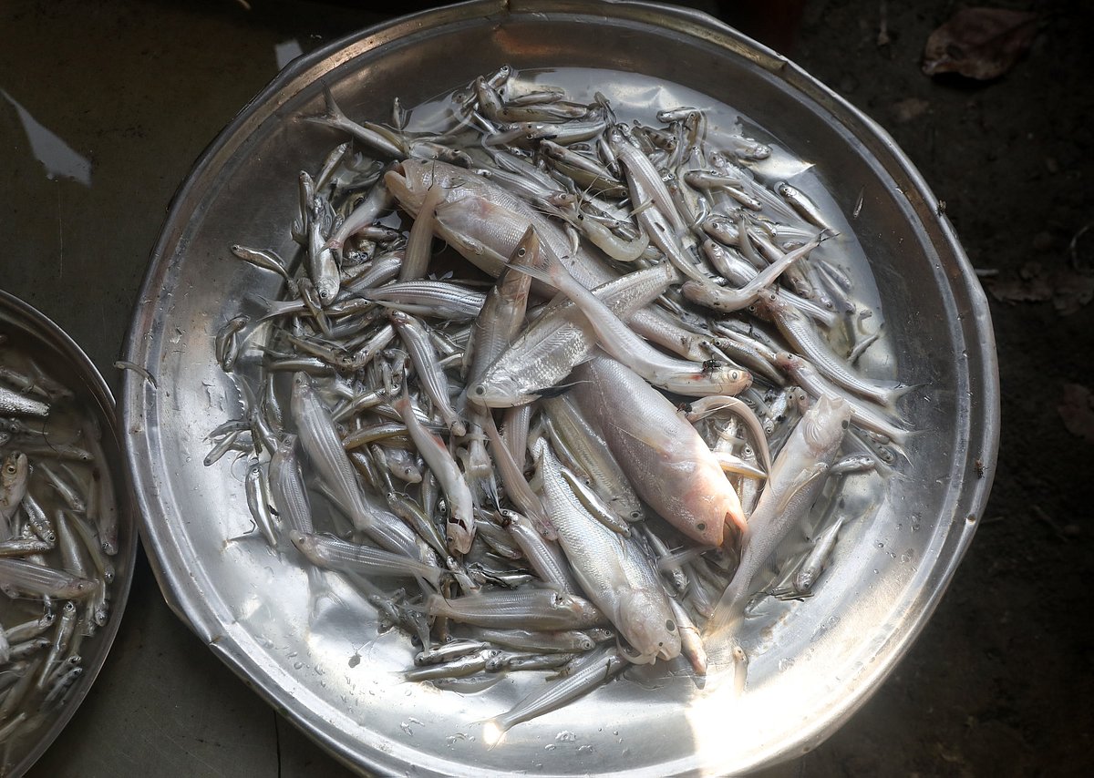 Kajuli, chela, kachki and bele on one plate