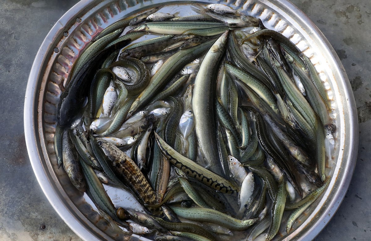 Native species are what buyers ask for across the market