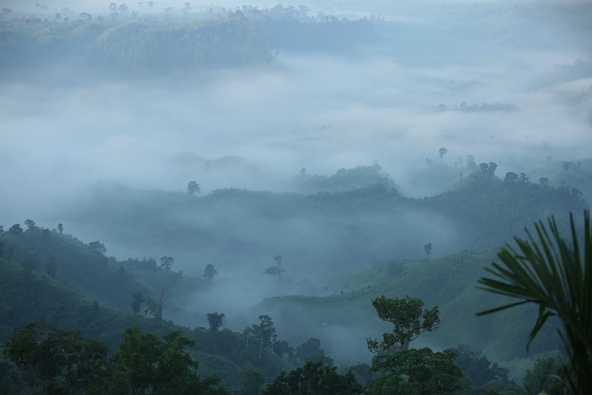 Green hills wrapped in white cloud at dawn. Machalong hill, Sajek, Rangamati, 28 September. Photo: Supriyo Chakma