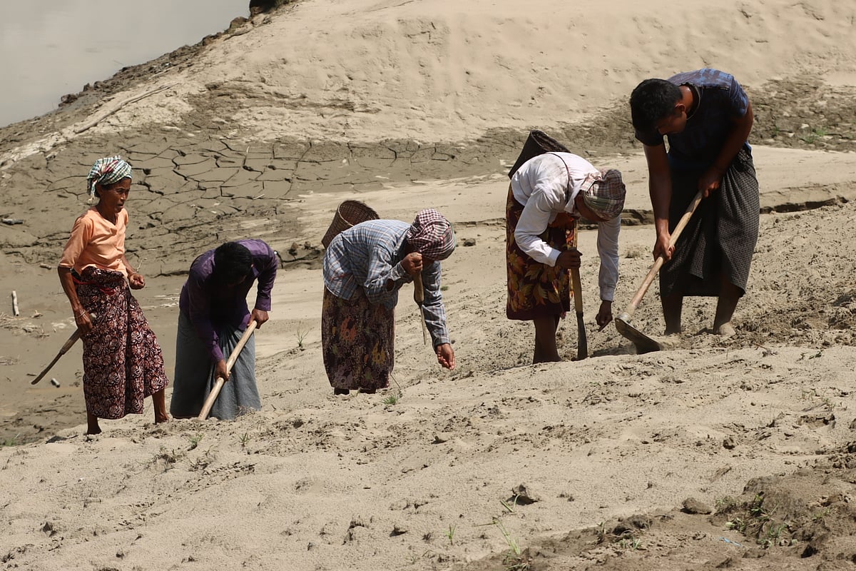 Hill farmers sow peanuts on a char exposed as the Sangu river falls. Bhangamura, Bandarban, 28 September. Photo: Mong Hai Sing Marma