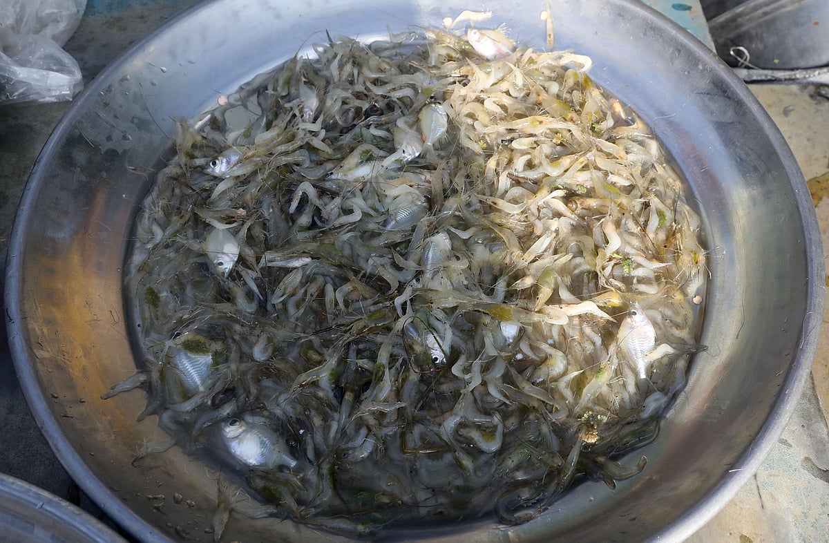 A plate of tiny shrimp and chanda