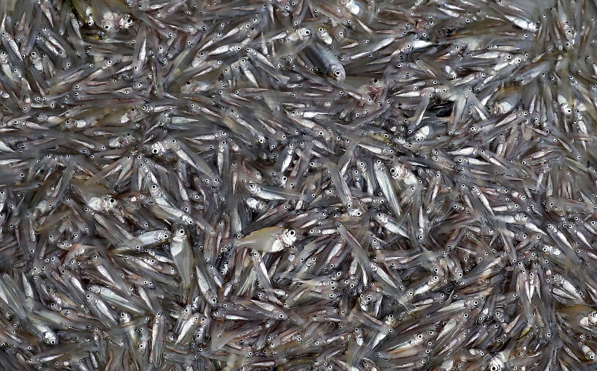 Kachki. Small fish here is not sold by weight: the buyer takes the whole plate