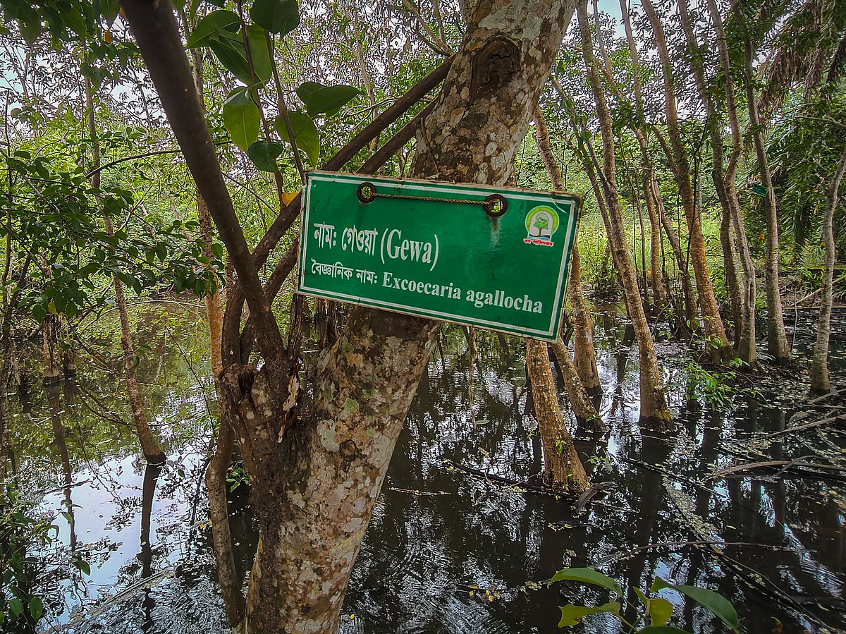 কচিখালীতে গেওয়াগাছের দেখা মেলে প্রচুর