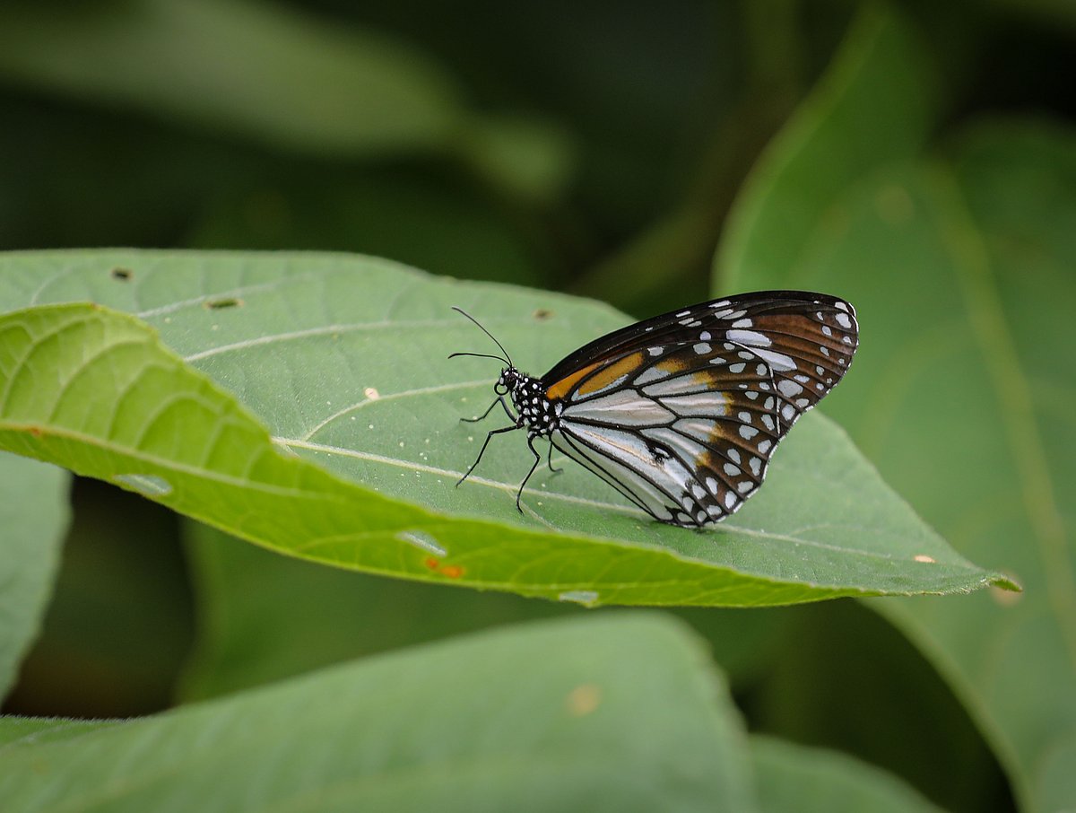 কচিখালীতে দেখা যায় নানা প্রজাতির প্রজাপতি