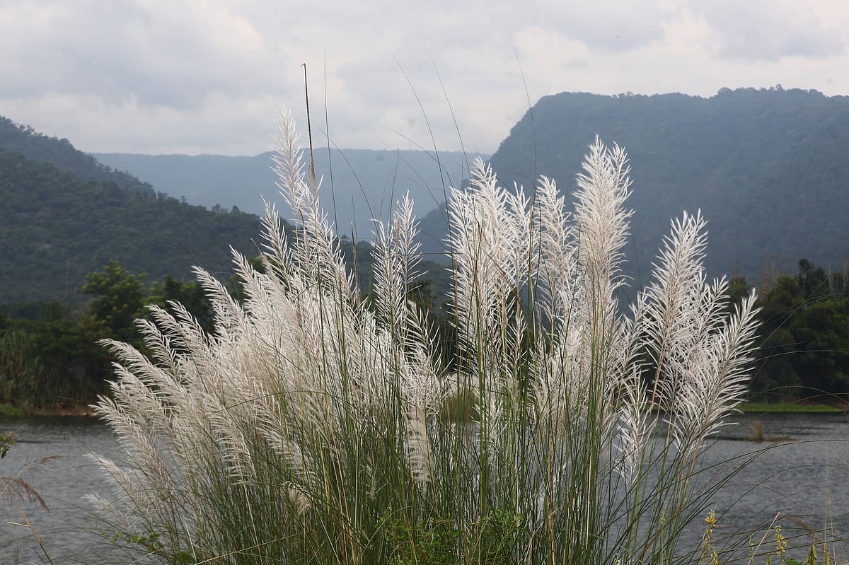 Hills, water and kash flowers: autumn in a different light