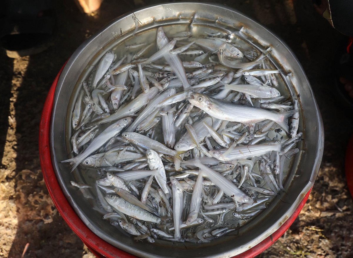 Kajuli, a river fish prized for its taste