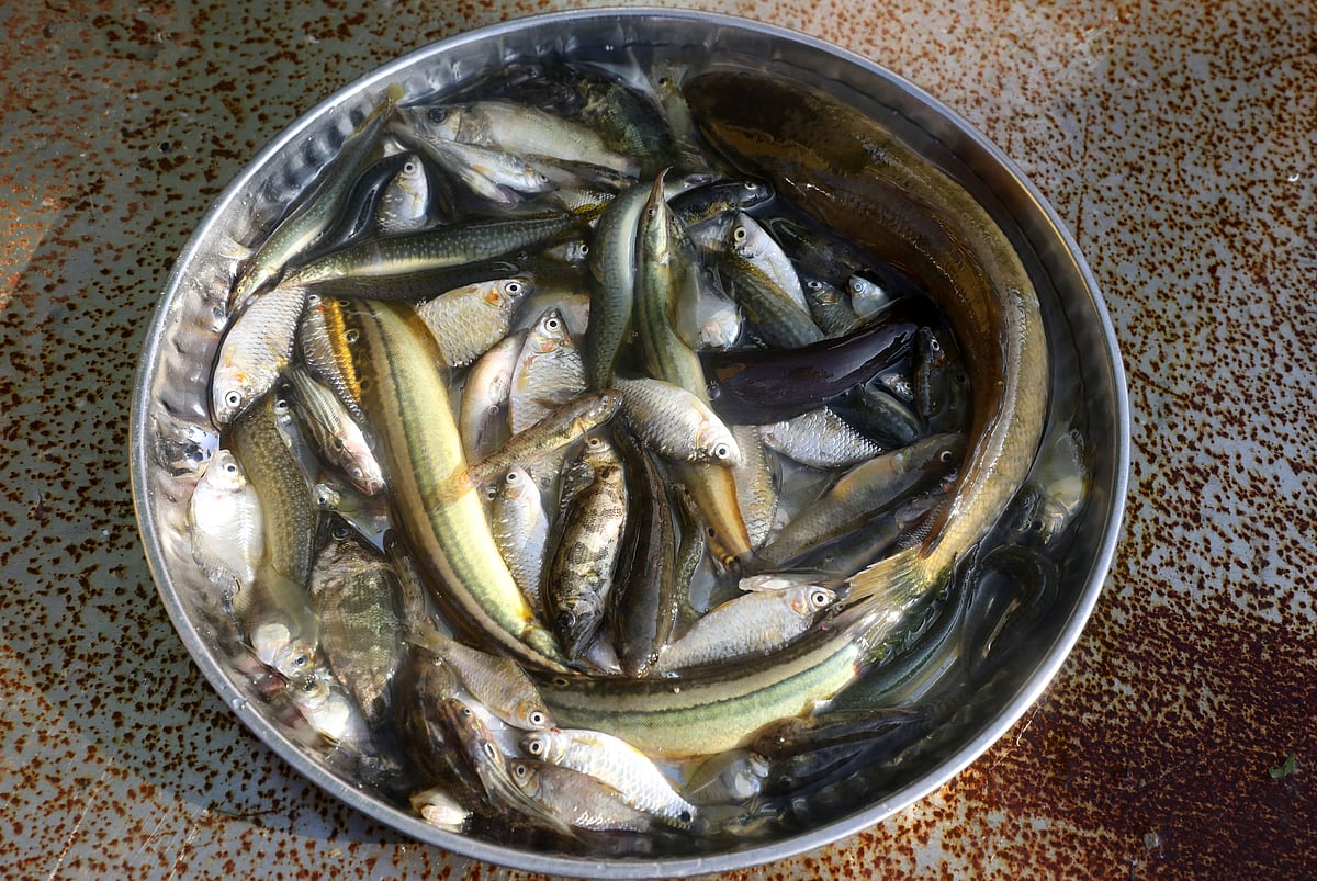 A mixed plate of mola, puti, banshpata, small baim, shing, tengra and bele