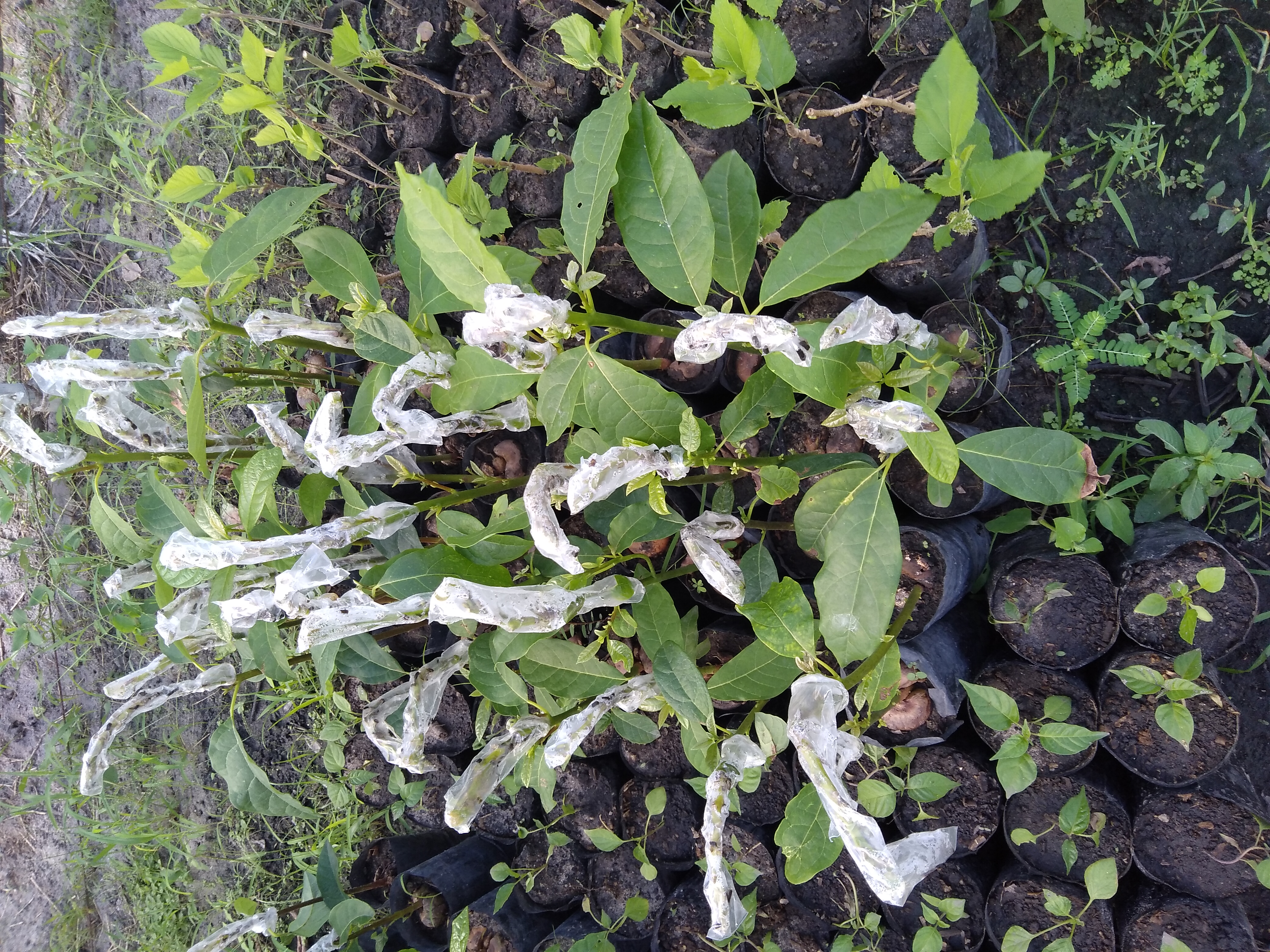 ব্রাজিলের সেয়ারা রাজ্যের পাকাজুসের একটি নার্সারিতে সদ্য কলম করা অ্যাভোকাডো চারা। ছবি: Porto Neto / উইকিমিডিয়া কমন্স (CC BY-SA 4.0)