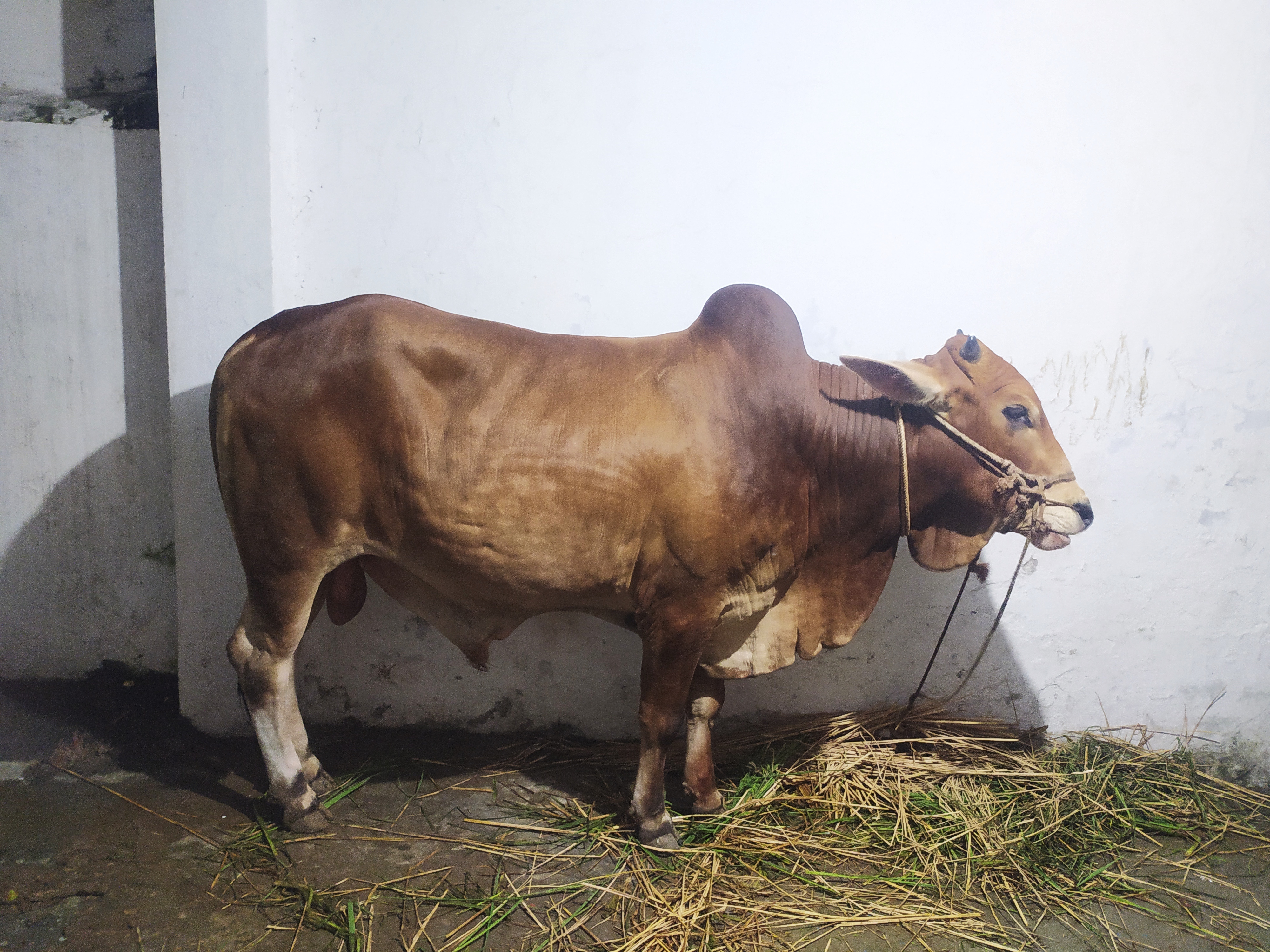 বাংলাদেশে একটি কোরবানির গরু, ২০২৪ সালের জুনে তোলা। ছবি: Md Joni Hossain / উইকিমিডিয়া কমন্স (CC BY-SA 4.0)