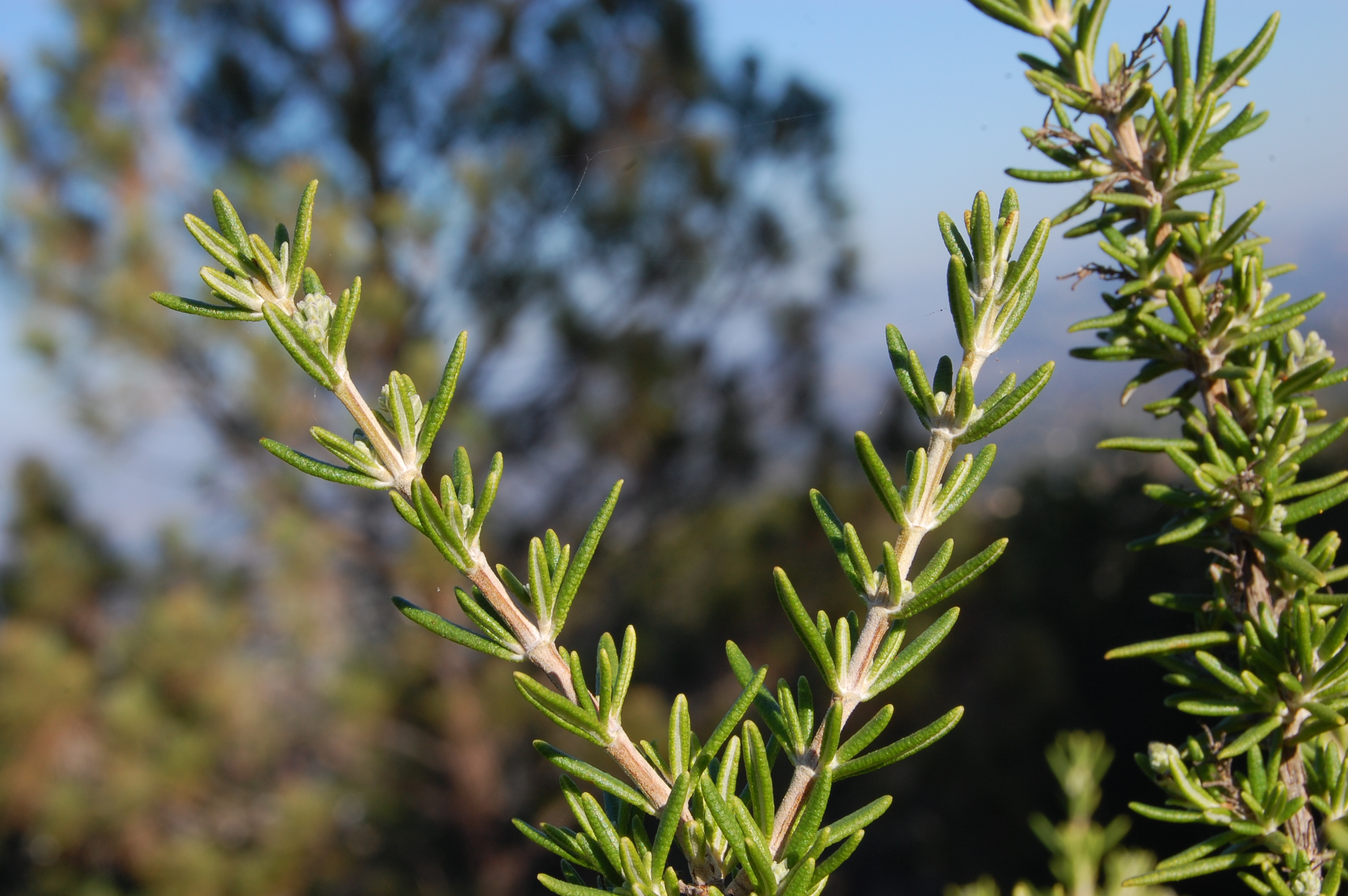 রোজমেরি (Rosmarinus officinalis) গাছ; রেসিপিতে এর শুকনা পাতা ব্যবহার হয়। ছবি: Eugene Zelenko / উইকিমিডিয়া কমন্স (CC BY-SA 4.0)