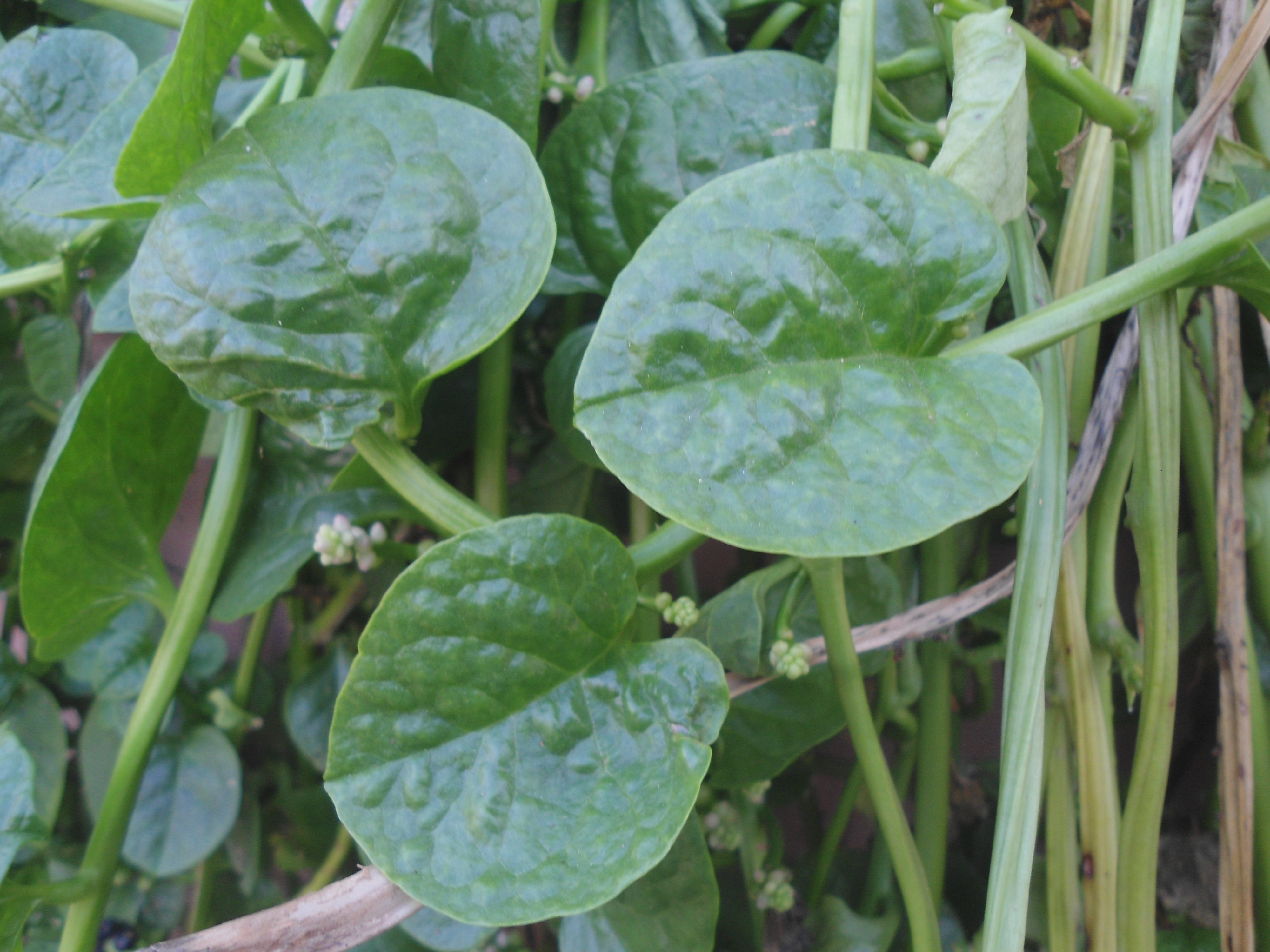 পুঁই শাক (Basella alba), ভারতের রঙ্গারেড্ডি জেলার বান্দলাগুড়ায় তোলা। ছবি: Adityamadhav83 / উইকিমিডিয়া কমন্স (CC BY-SA 3.0)