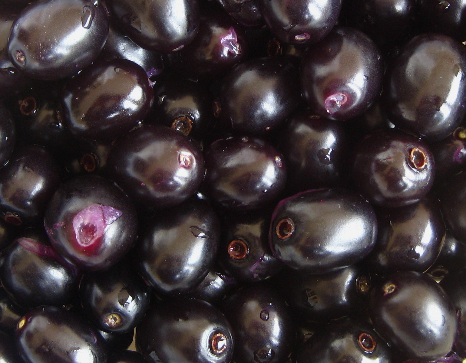 পাকা জাম (Syzygium cumini)। পাকলে ফলটি প্রায় কালো রঙের হয়। ছবি: Ton Rulkens / উইকিমিডিয়া কমন্স (CC BY-SA 2.0)