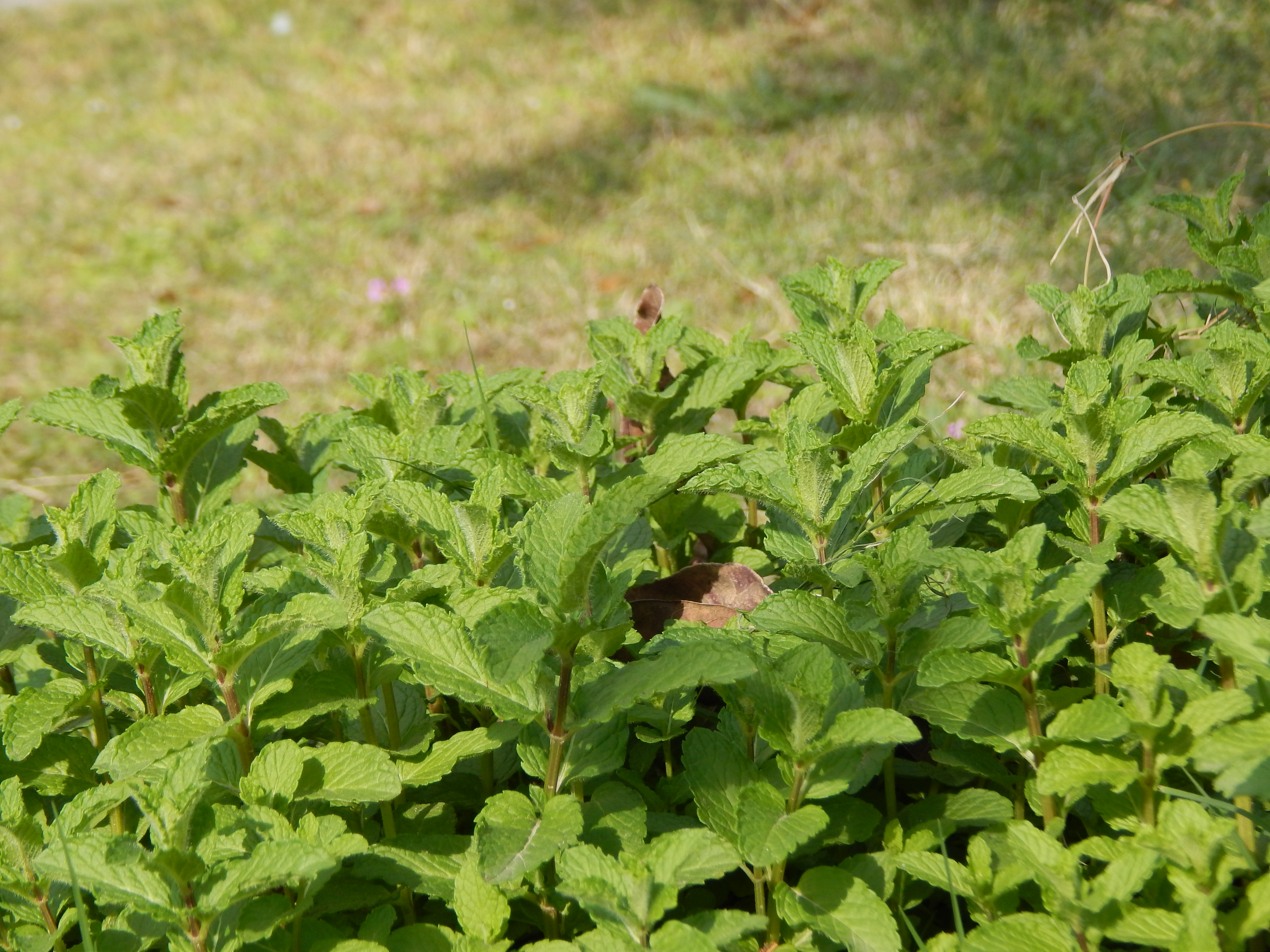ভারতের জম্মুর একটি রান্নাঘর-বাগানে পুদিনা (Mentha spicata)। ছবি: বিক্রমাদিত্যসুমব্রিয়া / উইকিমিডিয়া কমন্স (CC BY-SA 3.0)