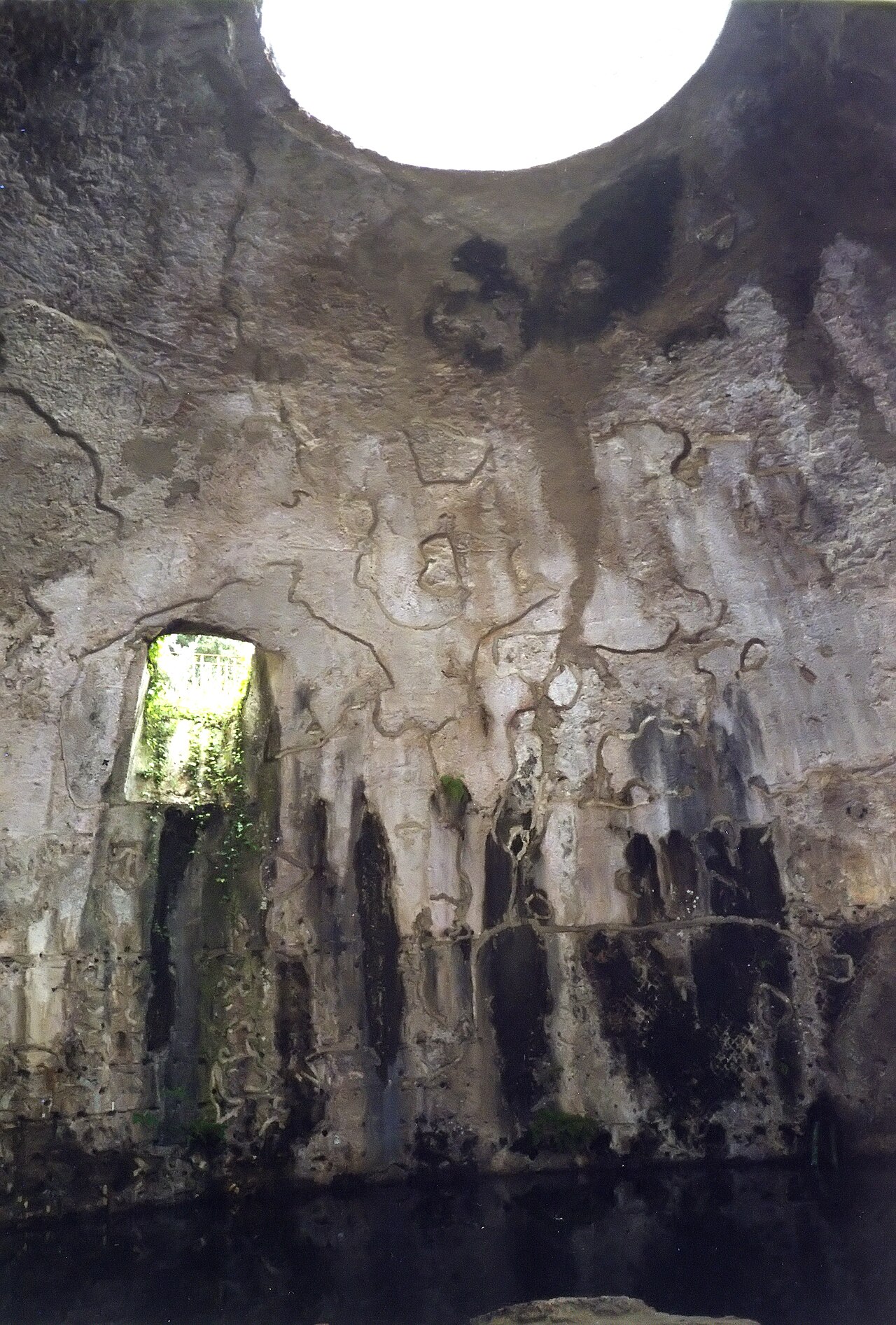 A fig tree grows upside down in the Roman ruins of Baia, near Naples