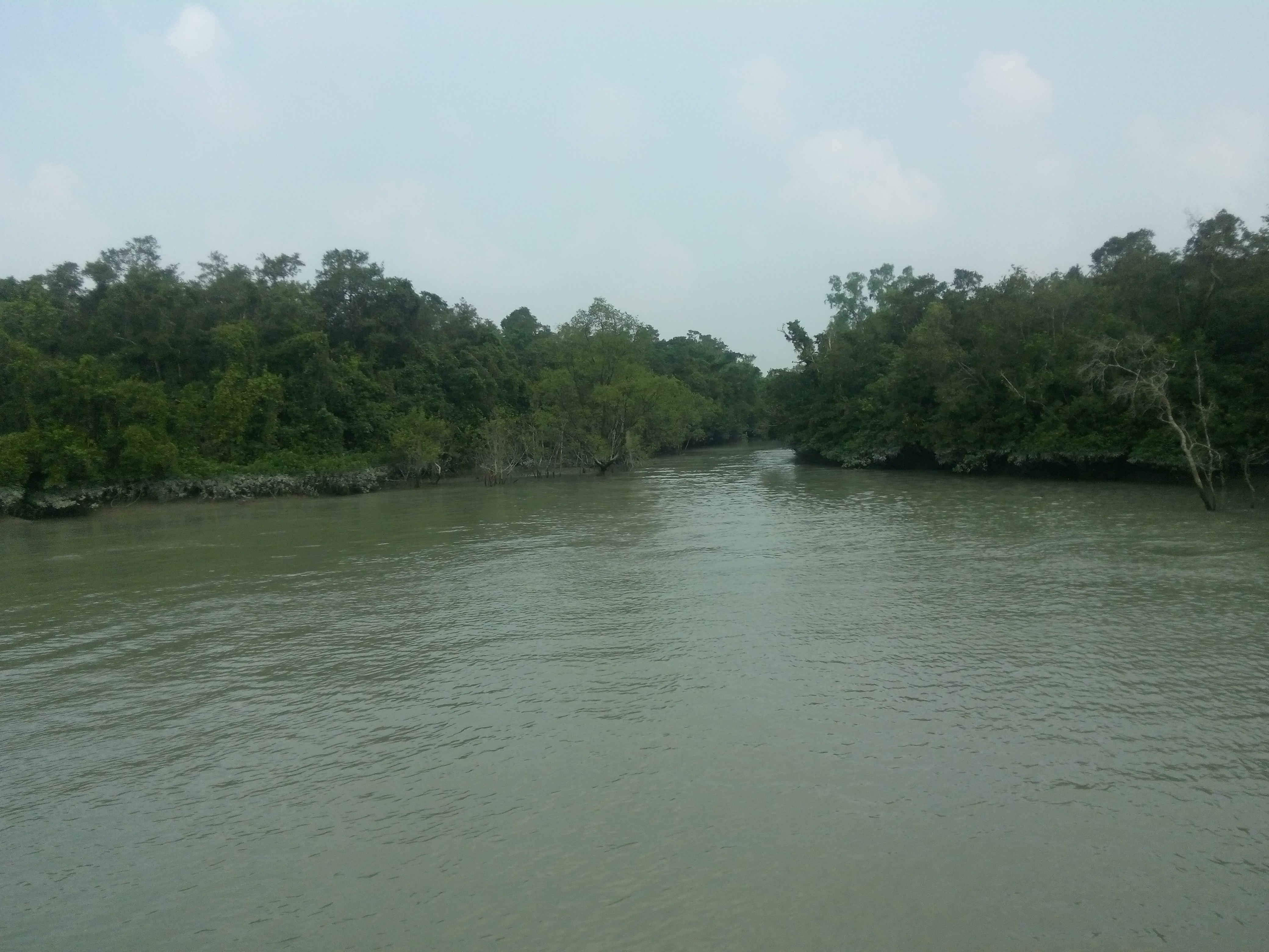 পশুর নদী; এই নদীর নামেই সভার অন্যতম আয়োজক পশুর রিভার ওয়াটারকিপার। ছবি: Sharifshabbir / উইকিমিডিয়া কমন্স (CC BY-SA 4.0)